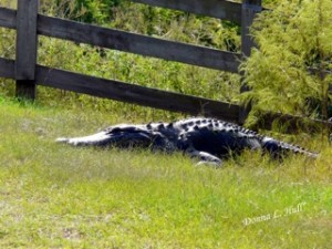 alligator at paynes prairie