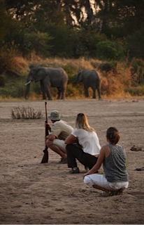 elephants view on Safari