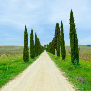 Photo: Rows of cypress trees and a white road is the typical landscape in Chianti 